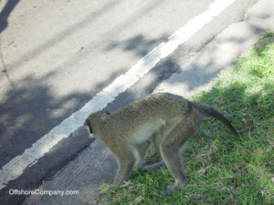 Monkey