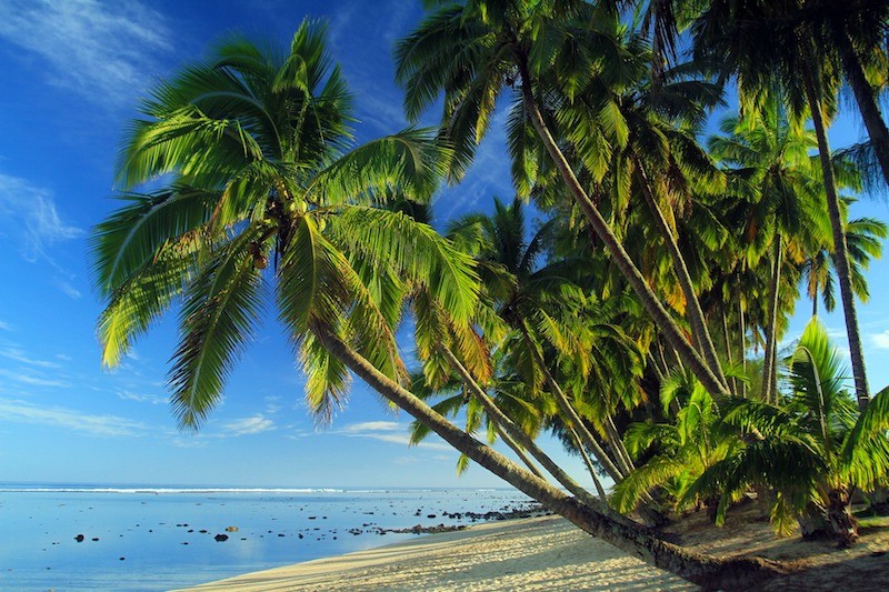 Best Offshore Account Palm Trees
