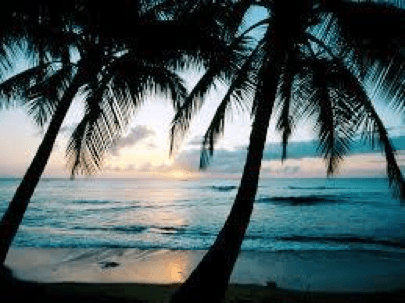 Palms on Beach