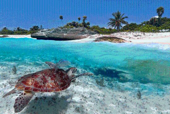 BVI Sea Turtle