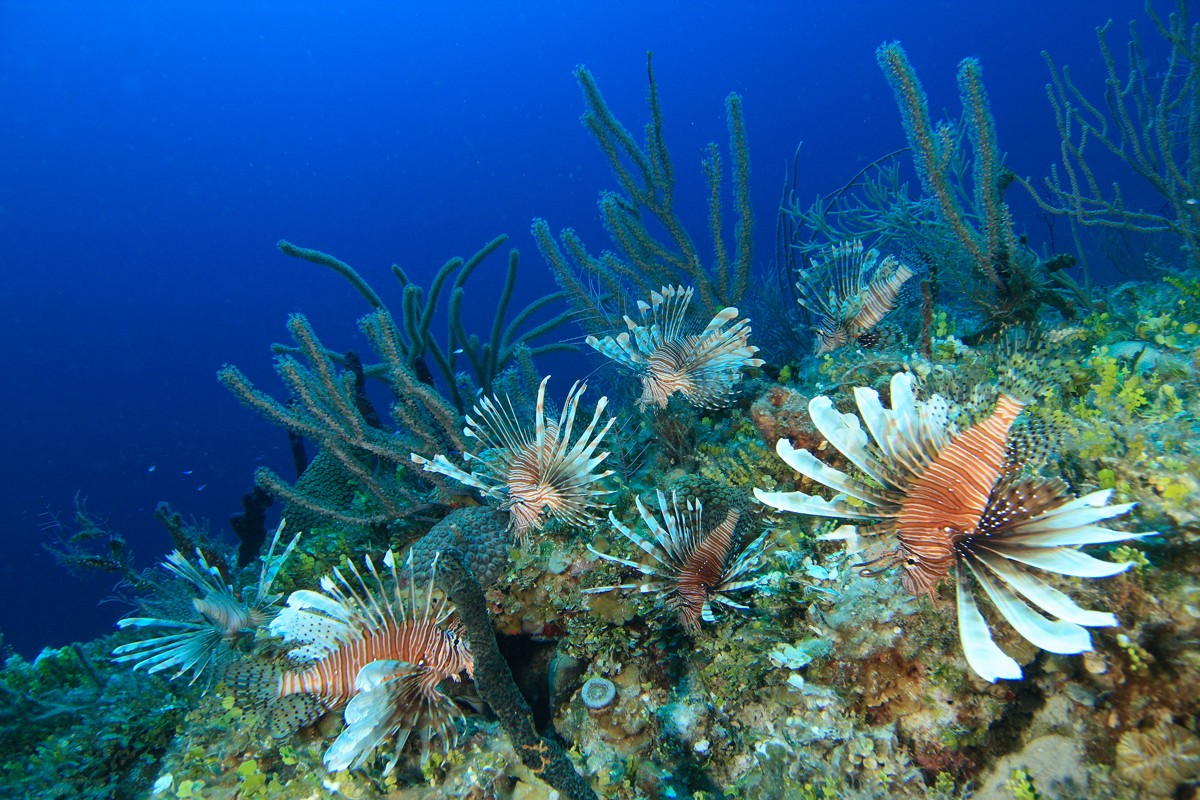 Bahamian foundation reef