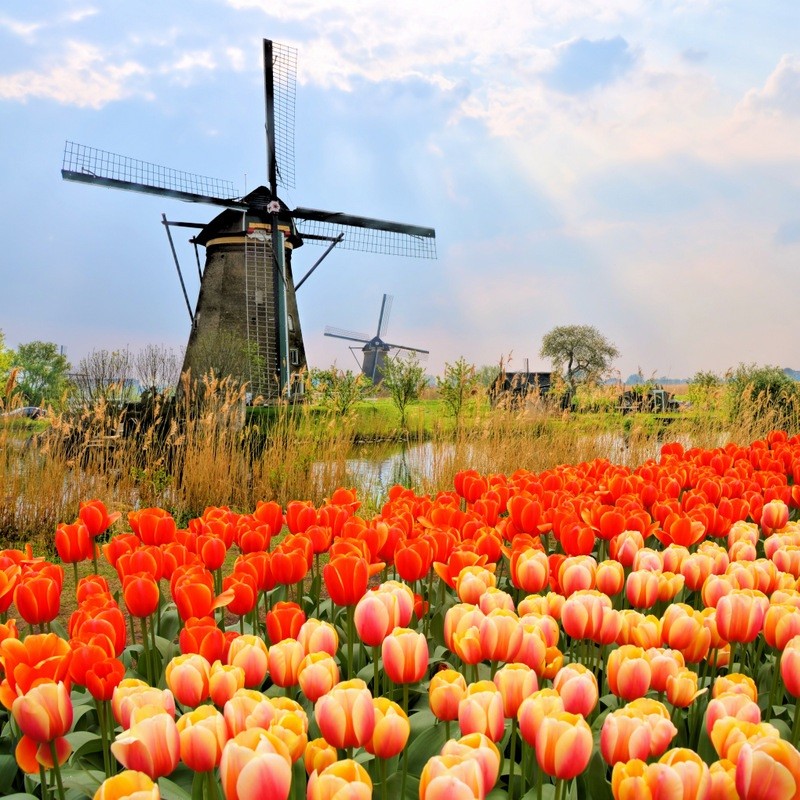 Windmill Tulips