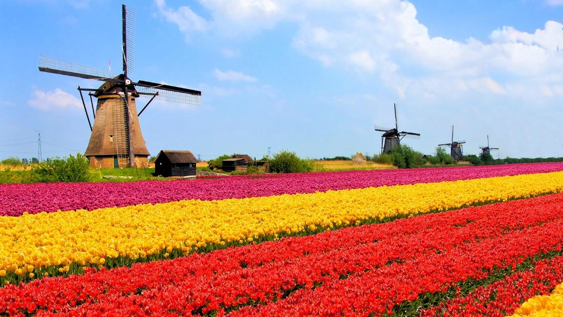 Tulip Field