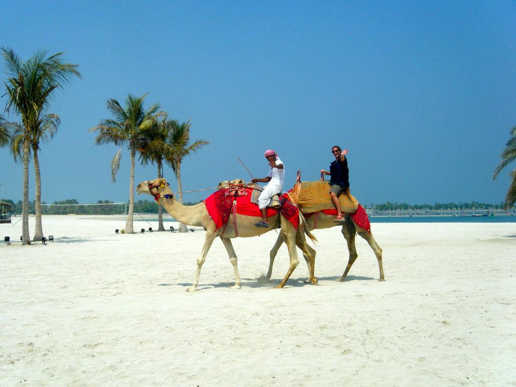 Sand Camels