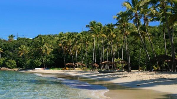 Beach Palms